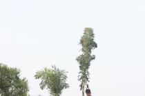 Photo Gallery (Plantation Drive from IIT Main Gate ( Khudupur Square) to NISER Square 2019)