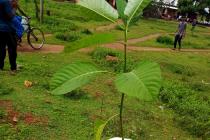 UBA Plantation Drive by IIT Bhubanesar at Khudupur & Poda Poda Promary Schools